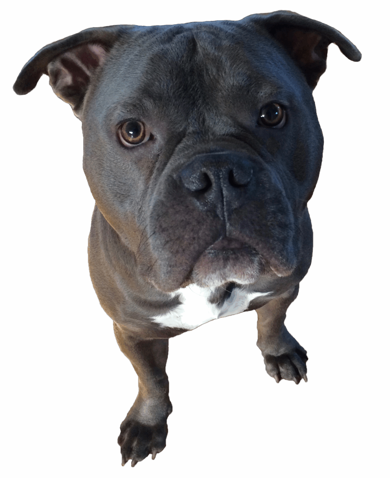 barc-ct-dog-for-adoption